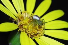 Diaea subdola