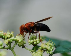 Volucella linearis