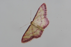 Idaea okinawensis