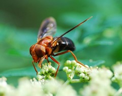 Volucella linearis