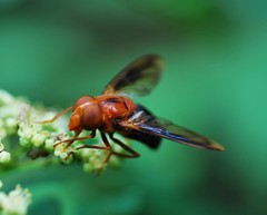 Volucella linearis