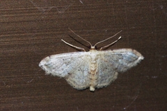 Idaea sakuraii