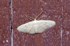 Idaea neovalida
