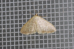 Idaea neovalida