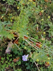 Linum usitatissimum