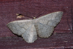 Scopula plumbearia