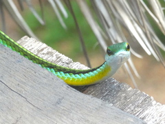 Leptophis diplotropis
