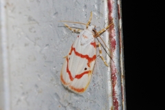 Cyana unipunctata