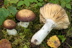 Russula pubescens