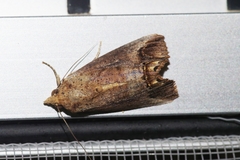 Hypocala biarcuata