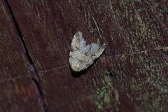 Neachrostia bipuncta