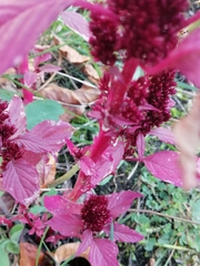 Amaranthus cruentus