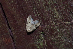 Neachrostia bipuncta