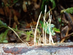 Xylaria filiformis