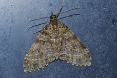 Phthonoloba viridifasciata
