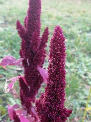 Amaranthus cruentus
