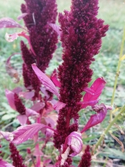 Amaranthus cruentus