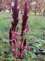 Amaranthus cruentus