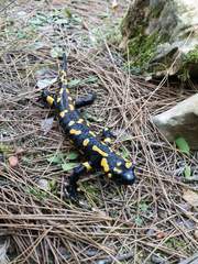 Salamandra salamandra