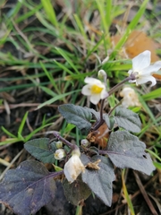 Solanum nigrum