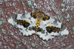 Abraxas miranda aesia