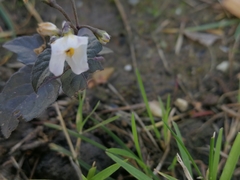 Solanum nigrum