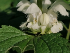 Lamium album