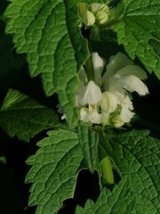 Lamium album