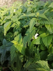 Lamium album