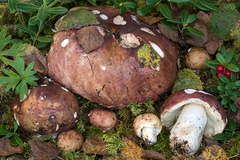 Russula pubescens