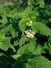 Lamium album