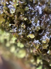 Crossocalyx hellerianus