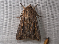 Persectania dyscrita