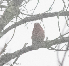 Haemorhous purpureus