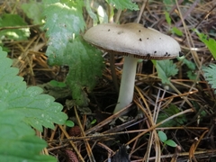 Amanita