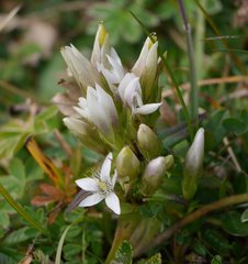 Gentianella aspera