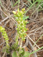 Crassula capitella nodulosa