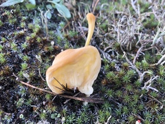 Clavaria argillacea