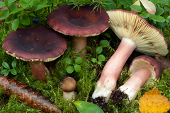 Russula taigarum