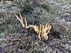 Clavaria argillacea