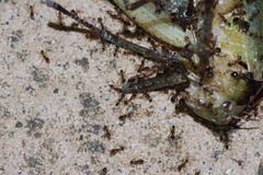 Pheidole nodus
