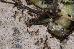 Pheidole nodus