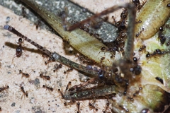 Pheidole nodus