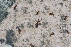 Pheidole nodus