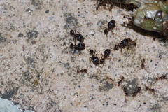Pheidole nodus