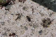 Pheidole nodus