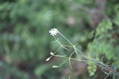 Stellaria angustifolia