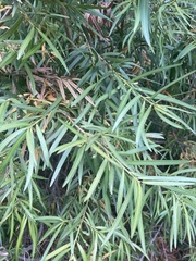Podocarpus salignus