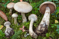 Cortinarius rusticus