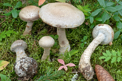 Cortinarius rusticus